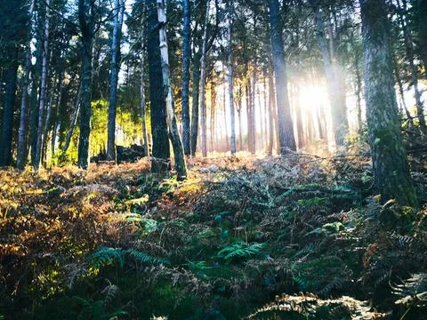 Peaceful sunlight between forest trees Stock Photos