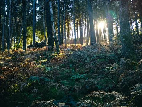 Peaceful sunlight between forest trees Stock Photos