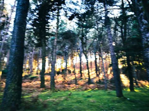 Peaceful sunlight between forest trees Stock Photos