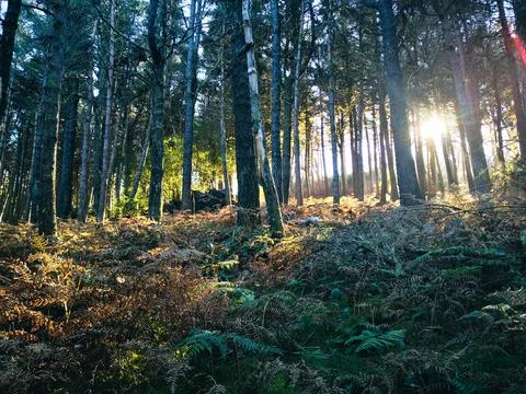 Peaceful sunlight between forest trees Stock Photos