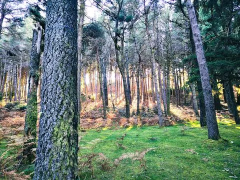 Peaceful sunlight between forest trees Stock Photos