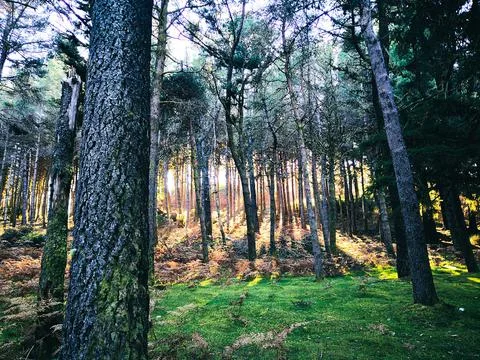 Peaceful sunlight between forest trees Stock Photos