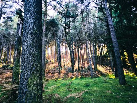 Peaceful sunlight between forest trees 写真素材