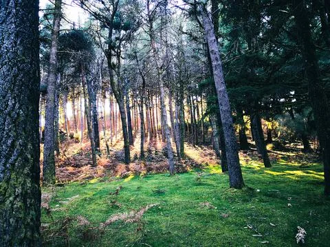 Peaceful sunlight between forest trees Stock Photos