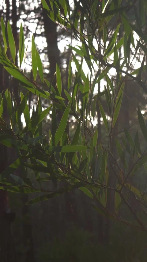 Peaceful Sunlight Filtering Through Eucalyptus Tree Leaves Stock Footage 347372329