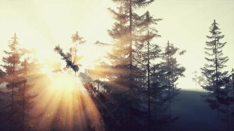 Peaceful sunlight streaming through pine needles Illustrazione stock