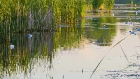 Peaceful Sunset over Ros River, Ukraine with Reeds and Gulls Stock Footage 326378078