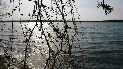 Peaceful sunset on a river with tree branches on foreground Stock Footage 108216271