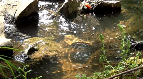 Peaceful Sunshine Reflection 動画素材 38442226