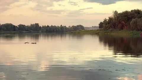 The peaceful surface of the water, as a flock of ducks gently glides across Stock Footage 307770061