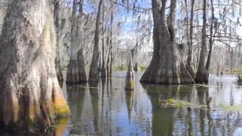 Peaceful Swamp Stock Footage 144855618