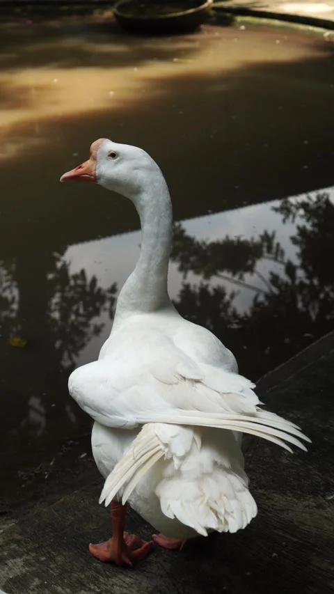 Peaceful Swan on a Calm Day Stock Footage 275146053
