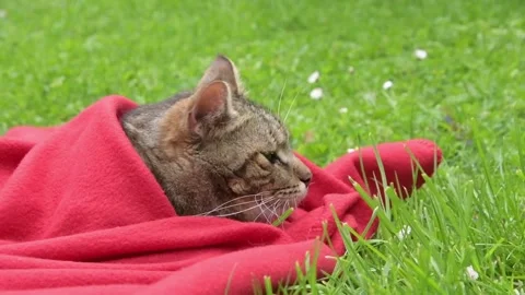 Peaceful tabby cat napping under a soft red blanket on the green grass of the pa Video stock 262788550