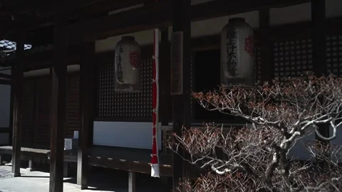 Peaceful Temple Grounds with Traditional Architecture Japan Stock Footage 331562264