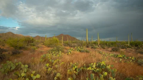 Peaceful time-lapse of rainbow over Saguaros in Arizona with moody cloudscape Vídeos de archivo 162640819