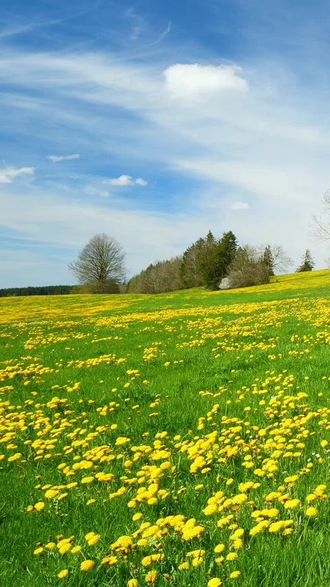 A Peaceful Timelapse of Spring, Featuring Green Meadows, Dandelion Flowers, a Stock Footage 309225810