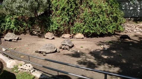 Peaceful Tortoises Exploring Sunny Habitat at Madrid Zoo Vidéo 333665341