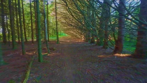 Peaceful trail path between tall plantation pine trees in Ireland Stock Footage 340435498