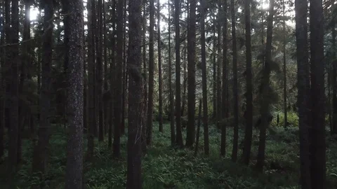 Peaceful Tranquil Forest Tree Drone Shot Stock Footage 99096531