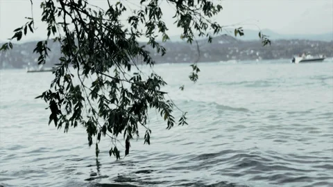 Peaceful Tree Leaves Swaying Gently in the Wind Over the Sea Stock Footage 337613053