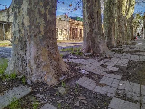 Peaceful tree lined cobblestone path, montevideo, uruguay Stock Photos