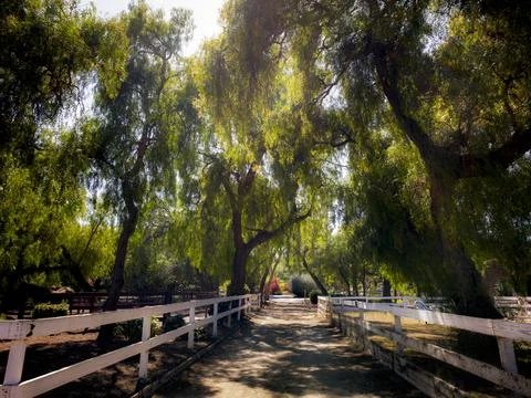 Peaceful tree-lined path in a sunny park with white fences Fotos de archivo