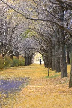 Peaceful Tree Lined Path Surrounded by Vibrant Autumn Foliage Dec 4 2024 Stock Photos