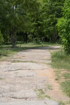 Peaceful Tree Lined Path Through Green Heritage Park Landscape Fotos Stock