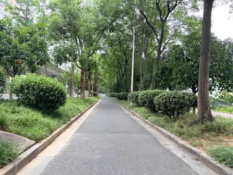 Peaceful Tree-Lined Path in Urban Park Stock Photos