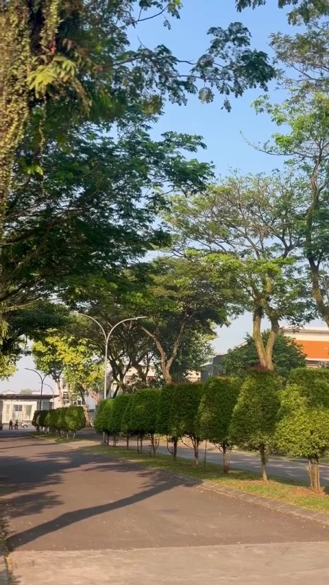 Peaceful Tree-Lined Pathway on a Sunny Morning Stock Footage 339881816