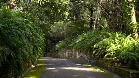 Peaceful Tropical Park Path Surrounded by Ferns and Lush Greenery Vídeos de archivo 327535992