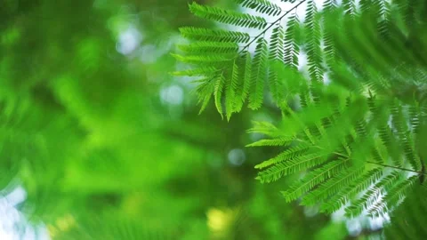 Peaceful tropical tree Stock Footage 123391836