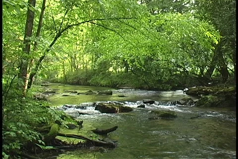 Peaceful Trout Stream Vídeo Stock 1037840