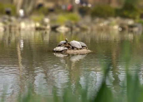Peaceful turtles in the pond in the Japanese garden in Kyoto. Stock Photos