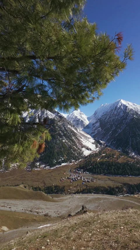 A Peaceful Vertical Pan of Wind-Swept Branches and Snowy Summits Stock Footage 333782083