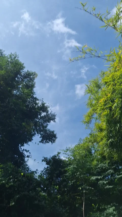 Peaceful view of blue sky through lush green tropical forest trees Stock Footage 320656604