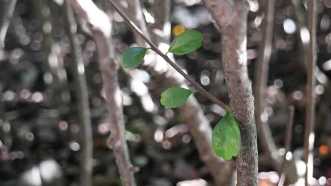 Peaceful view of Ehretia microphylla also known as Fukien tea tree Video stock 147111160