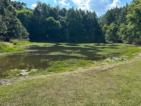 Peaceful view of forest lagoon Stock Photos