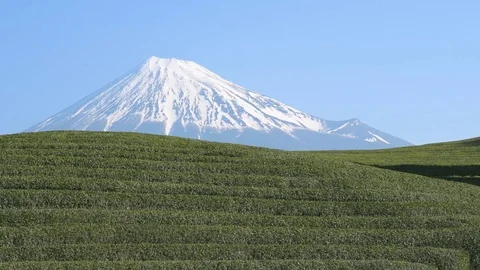 Peaceful view of Mount Fuji from a tea plantation in the morning, Shizuoka Stock Footage