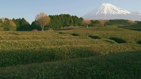 Peaceful view of Mount Fuji from a tea plantation in the morning, Shizuoka Stock Footage