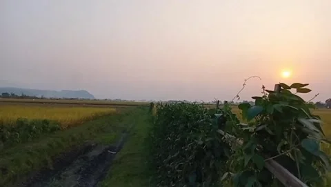 A peaceful view of rice fields under the twilight. Stock Footage 341332017