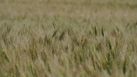 Peaceful view of slowly moving wheat and darting dragonflies. Stock Footage 285552622