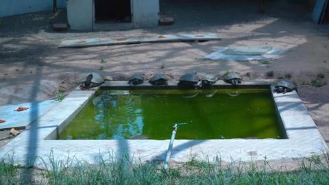 A Peaceful View of the Tortoise Stock Photos