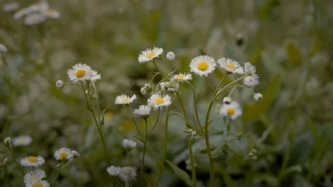 Peaceful view of white Daisy flowers during the spring time Stock Footage 336320118