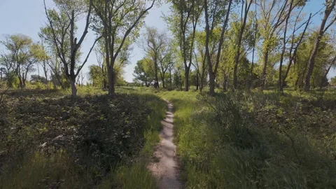 A peaceful walk on a narrow dirt path through a sunny California woodland Stock Footage 331042002