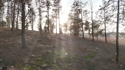 A peaceful walk through a forest with sun rays filtering through the trees Stock Footage 295504615