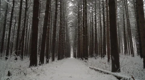 Peaceful walk through a forest of tall pines as fresh snow falls, ronin Stock Footage 61007485