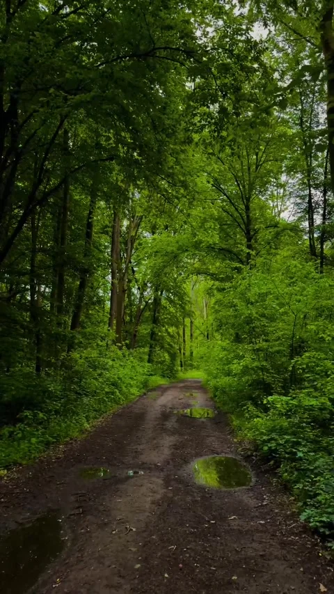 Peaceful walk through a lush forest Видео 337577025