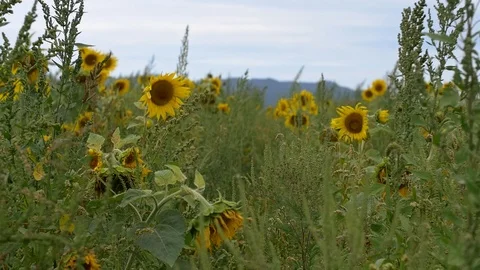 Peaceful walk through a sunflower field Stock Footage 90637553
