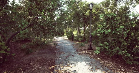 Peaceful walking path through lush greenery in a tranquil park Vídeos de archivo 308180875